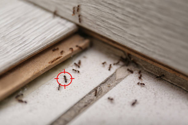 Best Pest Control Treatment  in Carey, ID