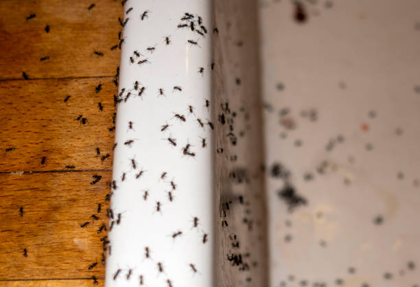 Best Affordable Pest Control Services  in Carey, ID